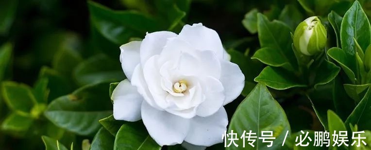 栀子花盆栽定期修剪,保证每年都开开出清香的花朵