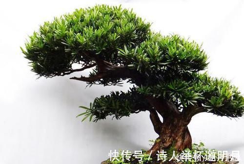 1种“盆景”,有长寿、吉祥的寓意,适合客厅养,比啥花都强
