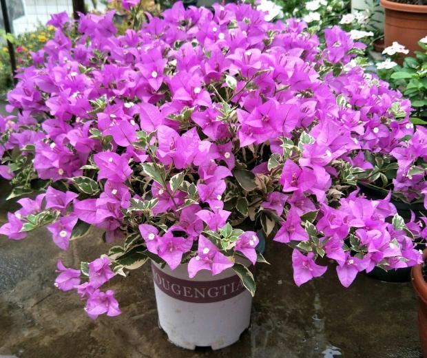 养花高手想要练成大神,处理这6件事就得游刃有余