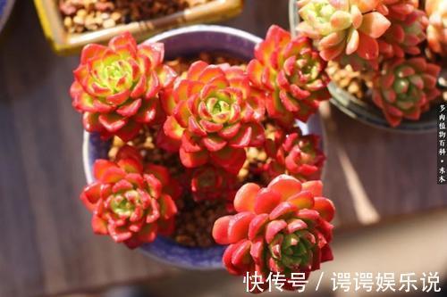 4种漂亮多肉，就适合贱养，不然容易徒长，影响美观