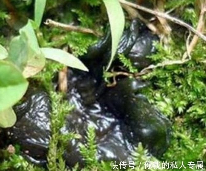 名字|这几种野菜城市人估计连名字都叫不上来,你们有没有吃过