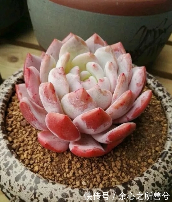 寒冬多肉常见问题叶子干瘪、花头不饱满，到了春天怎么养健壮？