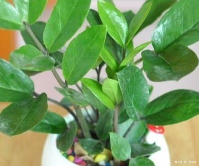 最不喜欢喝水的三种绿植,越不浇水越能轻松长不停,好看又耐活