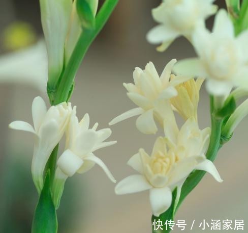 虞美人|养花不能乱养,这6种花不能放在室内,花香浓郁植株有毒