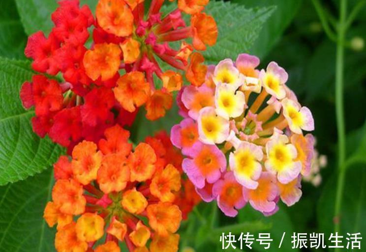 大花期|4种花好养又漂亮，花朵大花期长，年年开花不断，美翻天！