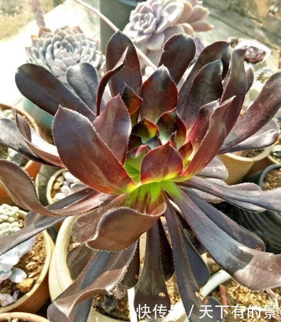 浇水|法师一到夏天,成了光杆司令,不用管它,秋天叶子会长出来