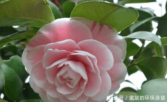 茶花安全过冬秘诀,今年明年都能呼呼开花