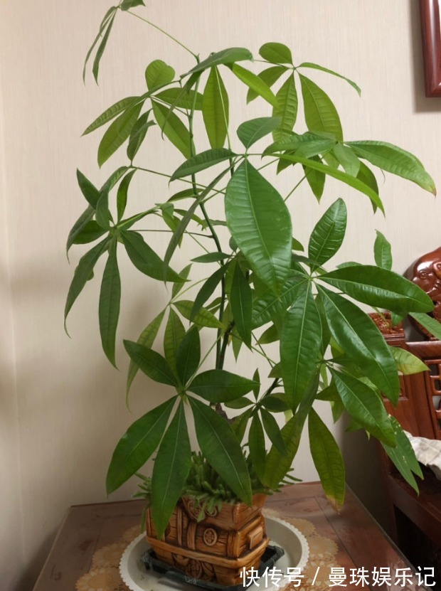 盆里埋2粒黄豆,叶子绿得能滴油,半年不用施肥!