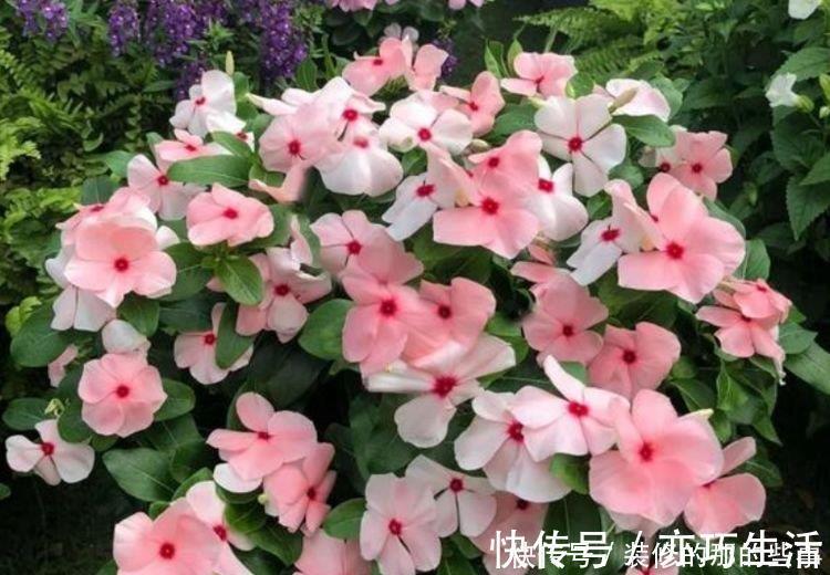 养花就养4种花,家里养一盆,开花爆盆很漂亮,越养越喜欢