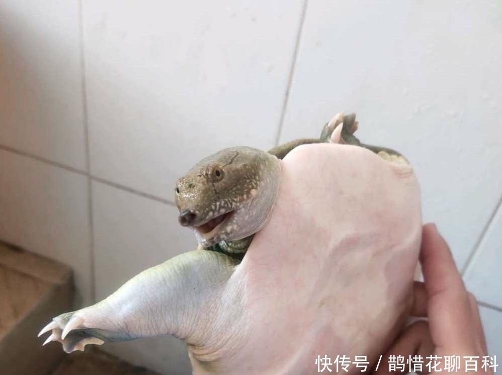 |三国杀搞笑表情包，白马这嚣张的鼻孔，好似在嘲笑每一个人