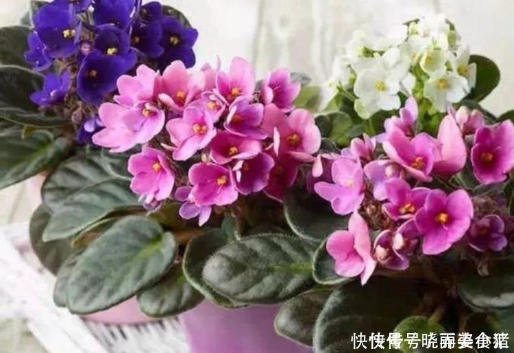 4种花好养又漂亮,美成了花园,漂亮好养,开花多,养家里太棒了