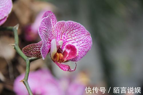 修剪|蝴蝶兰是有名的年宵花，开花似蝴蝶，十分好养你也能上手