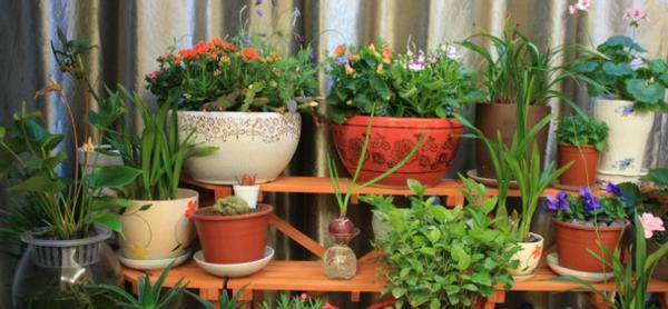 在家养殖万年青，这4方面不出错，盆栽只会越长越好变美