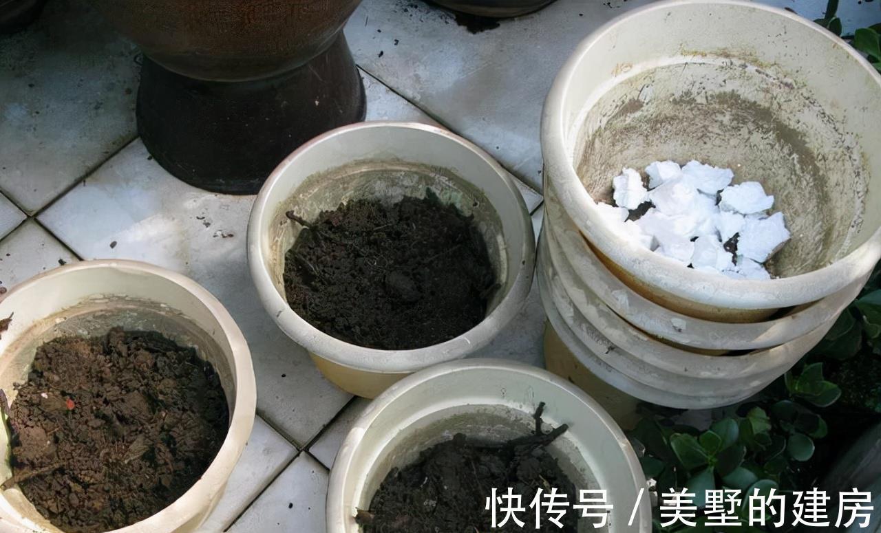 花盆|养花不花钱,花盆放4种“小垃圾”,不怕积水,不再烂根