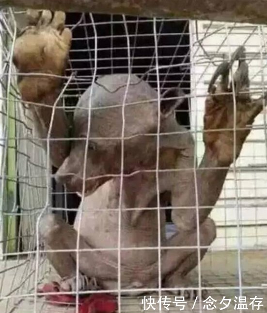 水库抓到 水鬼 一只 真实身份让人心酸 快资讯