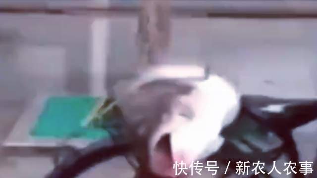 男子意外钓获大鱼,自行车不骑拿来载鱼,走在路上成为全城的亮点