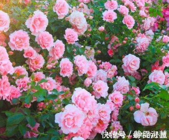 养护|4种花超漂亮，个个美出状态，简单养护就能长得旺，花美心情好！