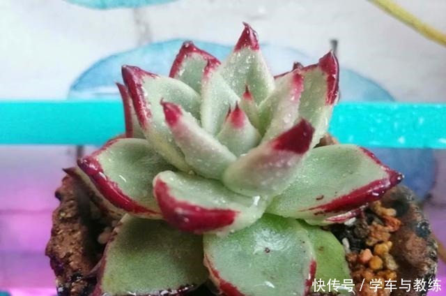 多肉乌木,养好不难,繁殖不易,尤其是播种要注意这些,才会发芽!