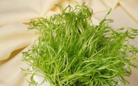 松柳菜松柳菜|女性不愿老太快,适合吃的食物,清热排毒,排毒清脂,好处多多!