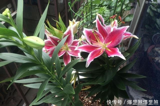 最好养的花之一，丢土里就能活，开花早，花香飘满室，适合新手养！