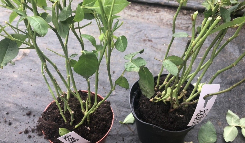 新手月季种植手册，修剪、病害防治等教程，种月季不再难