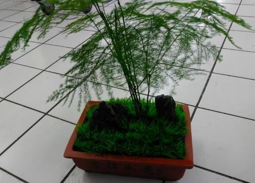 橡皮树|痴迷养花不要错过这“5款”,漂亮好养又杀菌除尘,让人待得舒服
