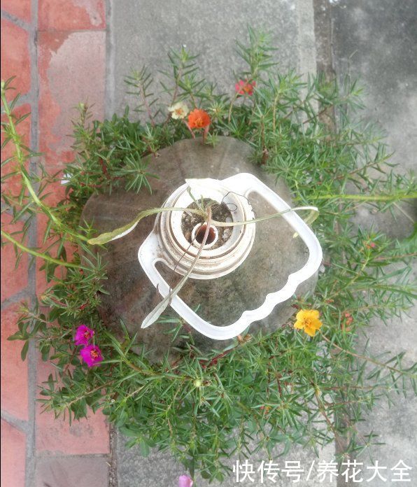 家里的油桶不要扔，拿来种菜养花，省钱又好用
