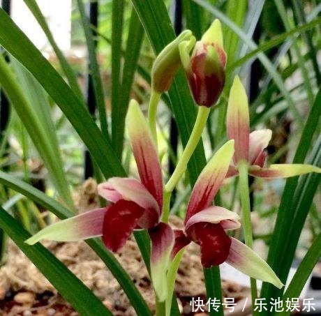 鸡血|性价比最高的兰花,花色鲜红如鸡血,花香浓郁如香水,比绿萝好养