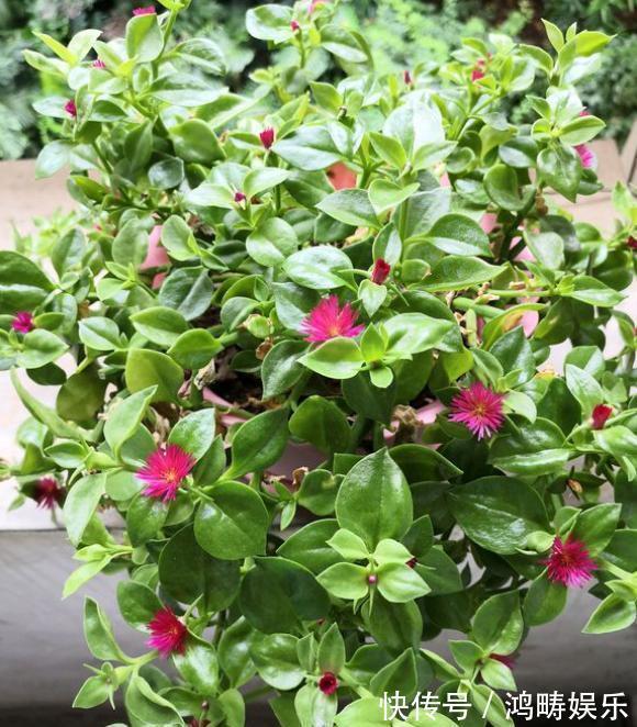 浇水|养盆牡丹吊兰,枝粗叶肥开花多,好看又好吃,越吃越上瘾