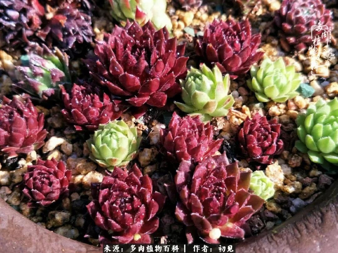 养多肉四周年，从初见到爱恋！幸福一直藏在浅薄的日子里！