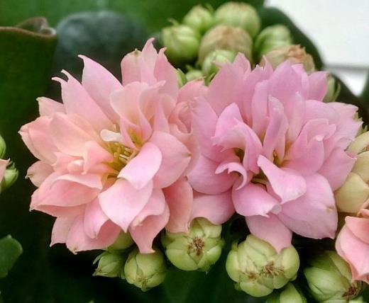 植物|婆婆只养“2种”花,窗台变成“花海”,“开花”上百朵!