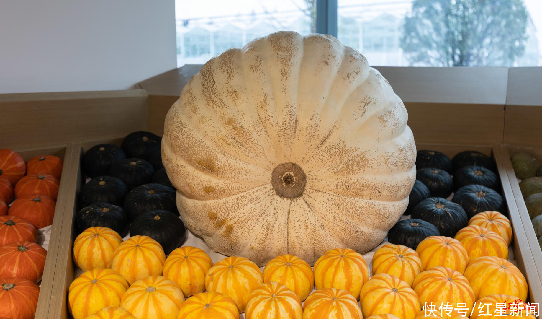 红星新闻记者|成都种出巨型南瓜！种植工作人员：200斤算小的，最大的541斤