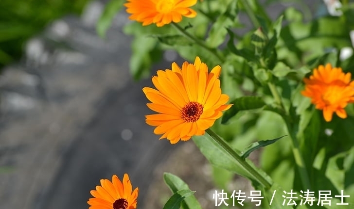 在职场|1月运走“财旺之乡”,财源广进,日子越过越红火的生肖