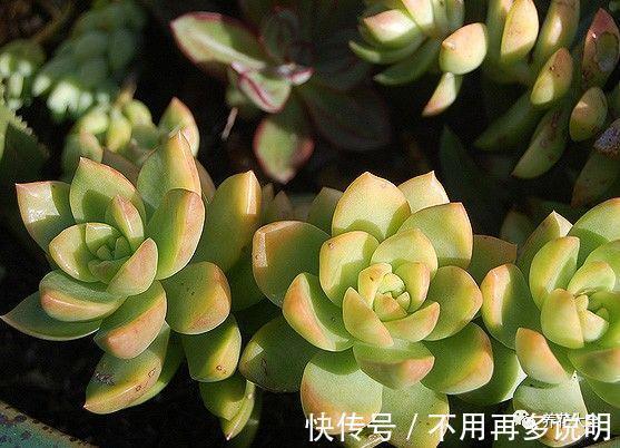 干透|多肉就养这7种,散养不用管也能呼呼长,想养死都难!