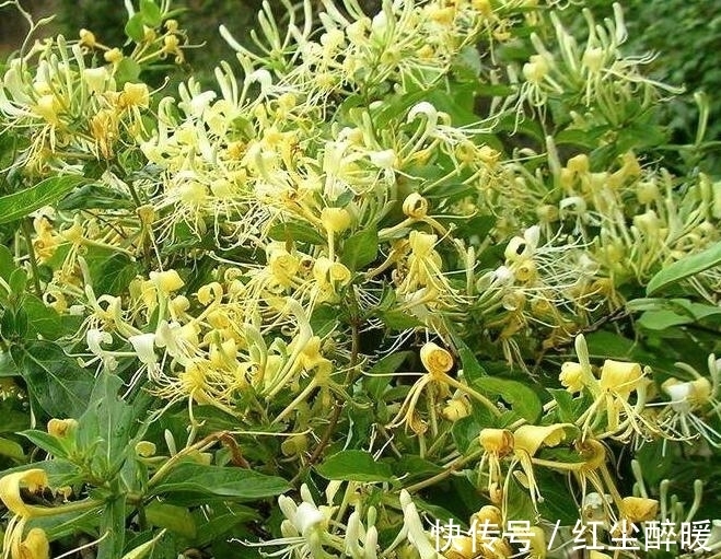 金银花|夏季喜欢养菊花,不如养护一盆金银花,香气扑鼻,还能清解血毒