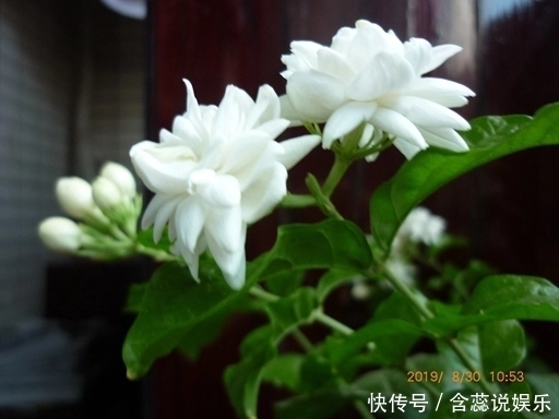 枝条|茉莉花总是不开花怪你剪错枝条,要明白茉莉花开花和枝条的关系