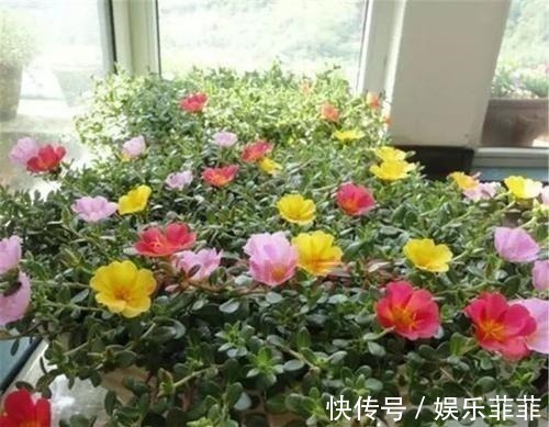 长寿花|悄悄告诉你，此5种花，掐个叶就生根，懒人都能养开花！