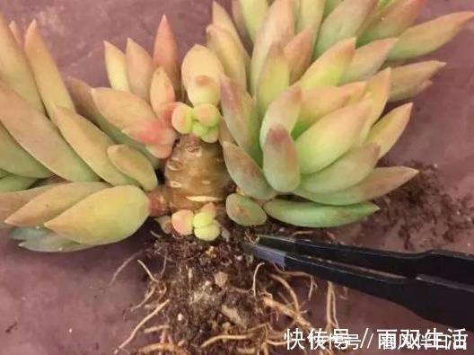 老桩多肉发新根有没有什么巧招?肉友:有而且有3个