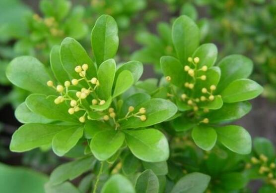 米兰花怎么浇水施肥 米兰花期管理技巧这样养开花时间更长