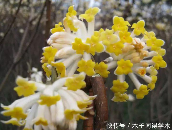 打结花!真漂亮啊!