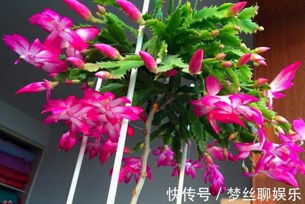 蟹爪兰叶片软趴趴怎么办从3方面对症处理,冬春花开爆满盆