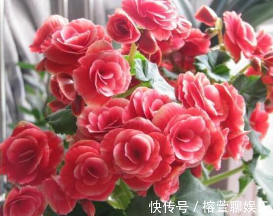 养海棠，这“3种”就得室内养，花苞绕枝上百朵，开成“大花帘”