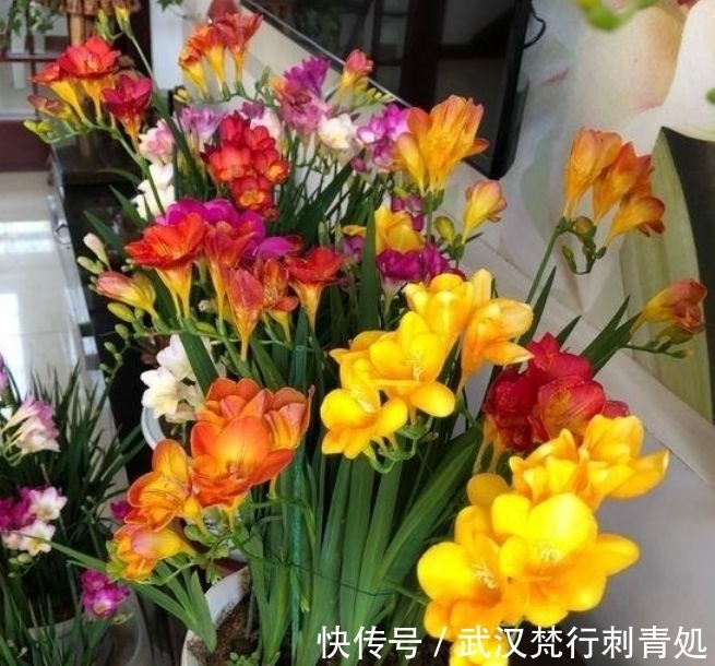 牡丹花|4种花超漂亮,生命力很顽强,沾土就开花,爆盆很漂亮