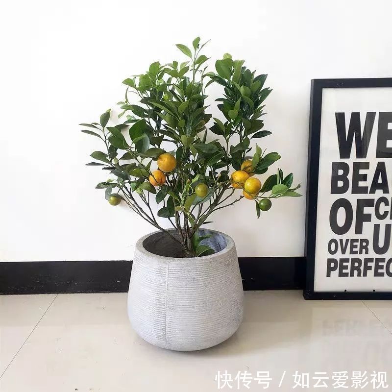 养护|这六种盆栽,能看还能吃,家里养一盆,清雅又别致