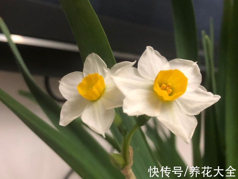 花花|年后开败的3种花，赶紧扔掉，难看又掉价，别浪费感情