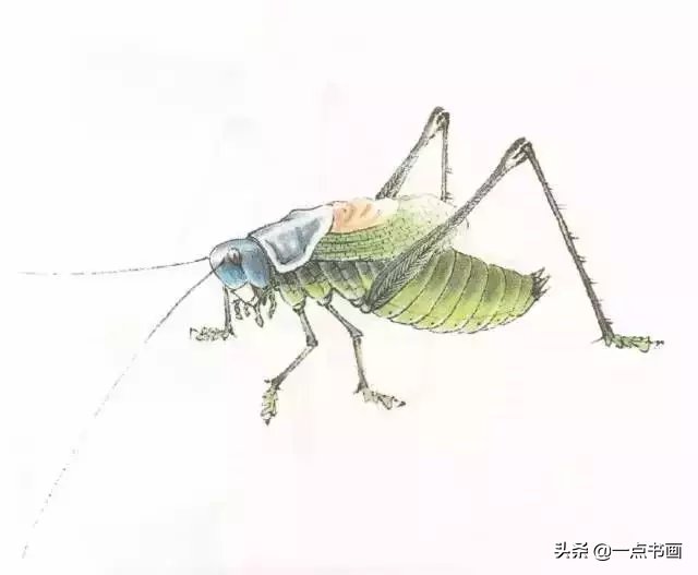 蝈蝈@国画教程——蝈蝈的画法