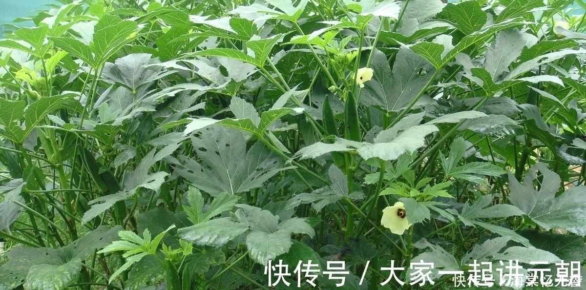 散寒解表|夏天蛇虫多还容易中暑？别怕，试试农村3种野菜，治蛇咬伤还防暑