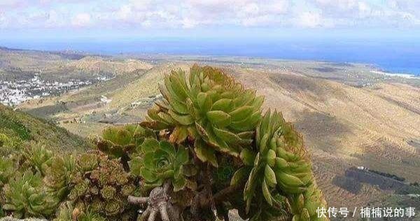 野外4种“野盆栽”,随便挖回家一棵,漂亮无比,省下买花钱