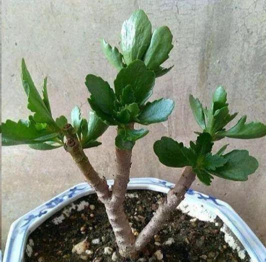 花盆|长寿花养5年,窜到一米八,三枝托九叉,开成花树,震撼全家