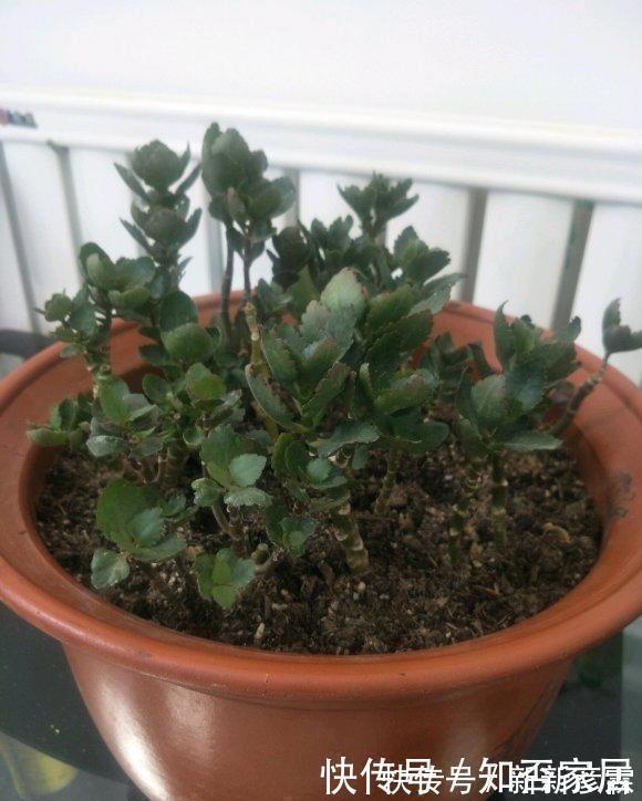 叶子|夏天养花，4种植物容易“浇死”，进入休眠期，浇水能少则少